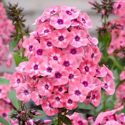 Осінній догляд за флоксами: підготовка до зими