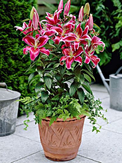 Лілії в контейнерах: секрети успішного вирощування у горщиках