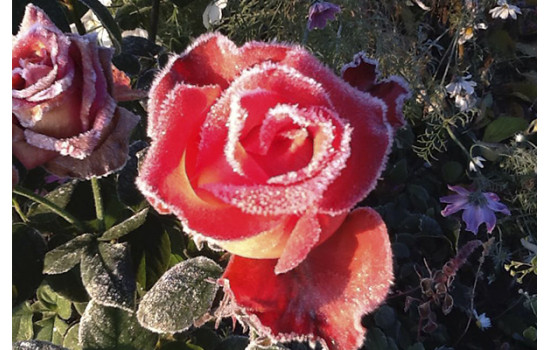 Як захистити троянди від морозів